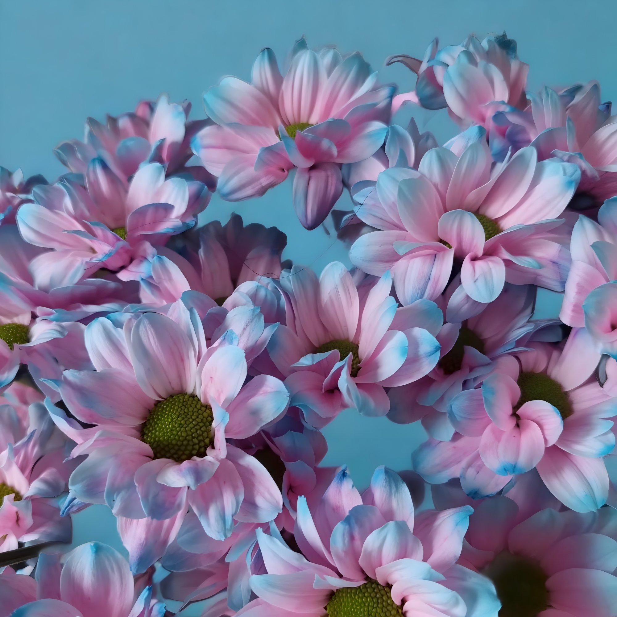Blumen_rosa_blau